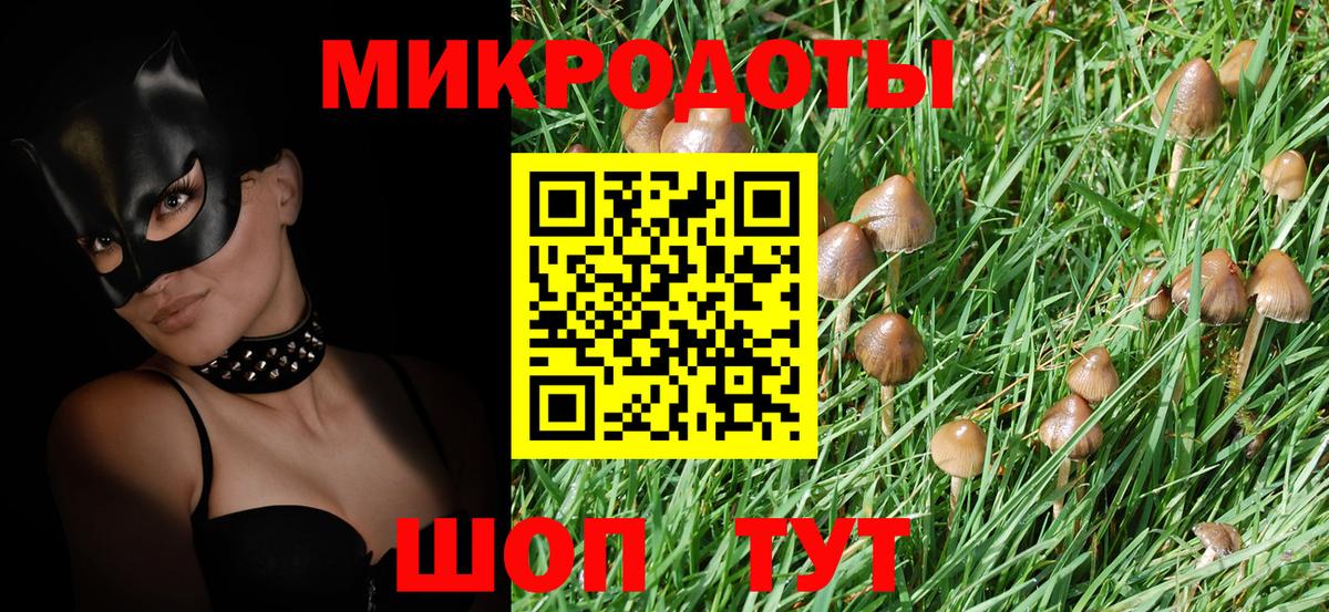 Галлюциногенные грибы Psilocybe Тимашёвск